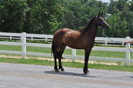 Try us! We already have. . Horses for sale in sc
